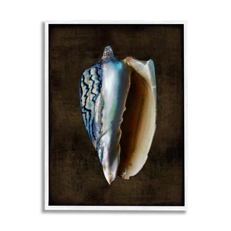 Bb-351 - Encadré de conque foncé encadré sur bois par Caroline Kelly, Giclée encadrée blanc bord de mer