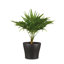 Ceramic Cachepot-69045819-69045818