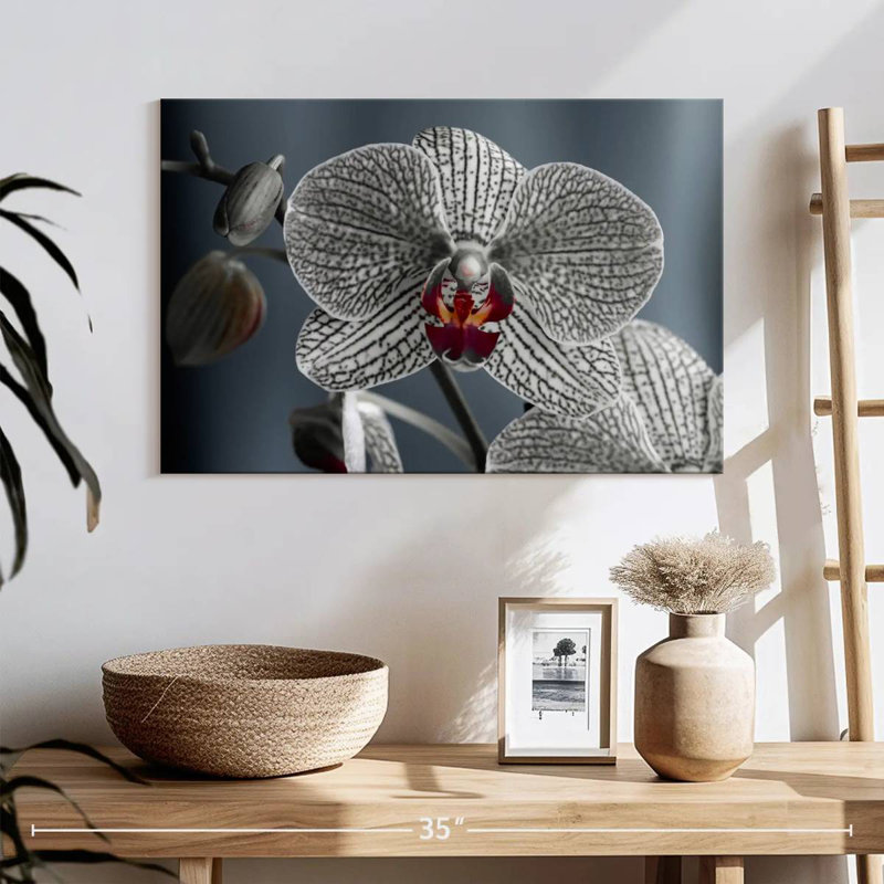 Harnek Streaked White Orchid, 16" H x 24" W