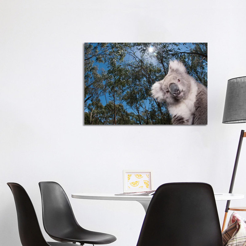 Koala In Gum Tree Forest, Victoria, Australia by Tui De Roy - Wrapped Canvas Print, 101.6 cm H x 66.04 cm W x 1.91 cm D