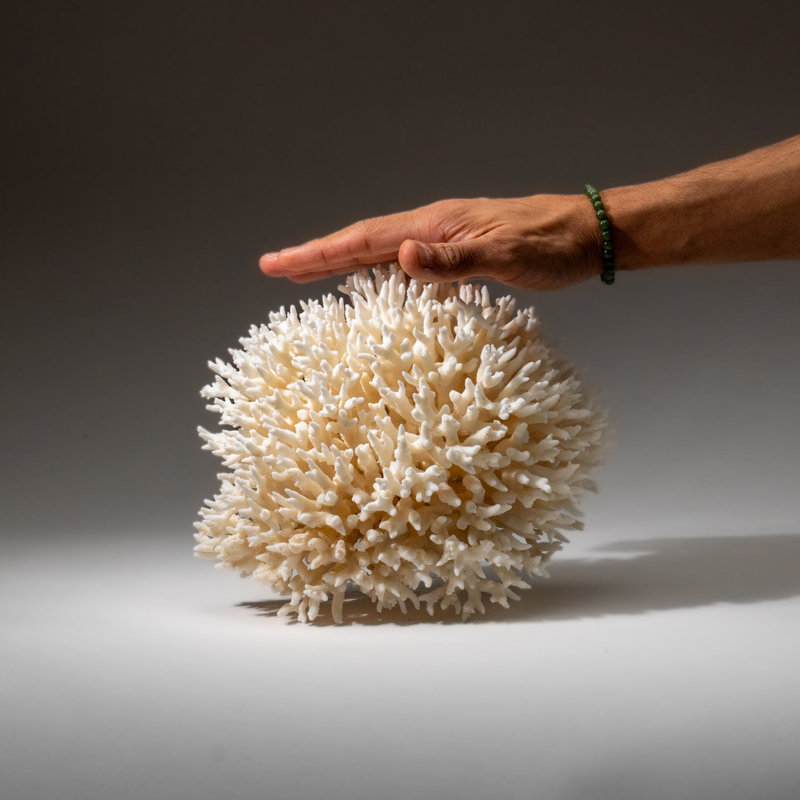 Genuine Birds Nest Coral ( 3 Lbs)