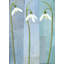 Trois gouttes de neige-700054043