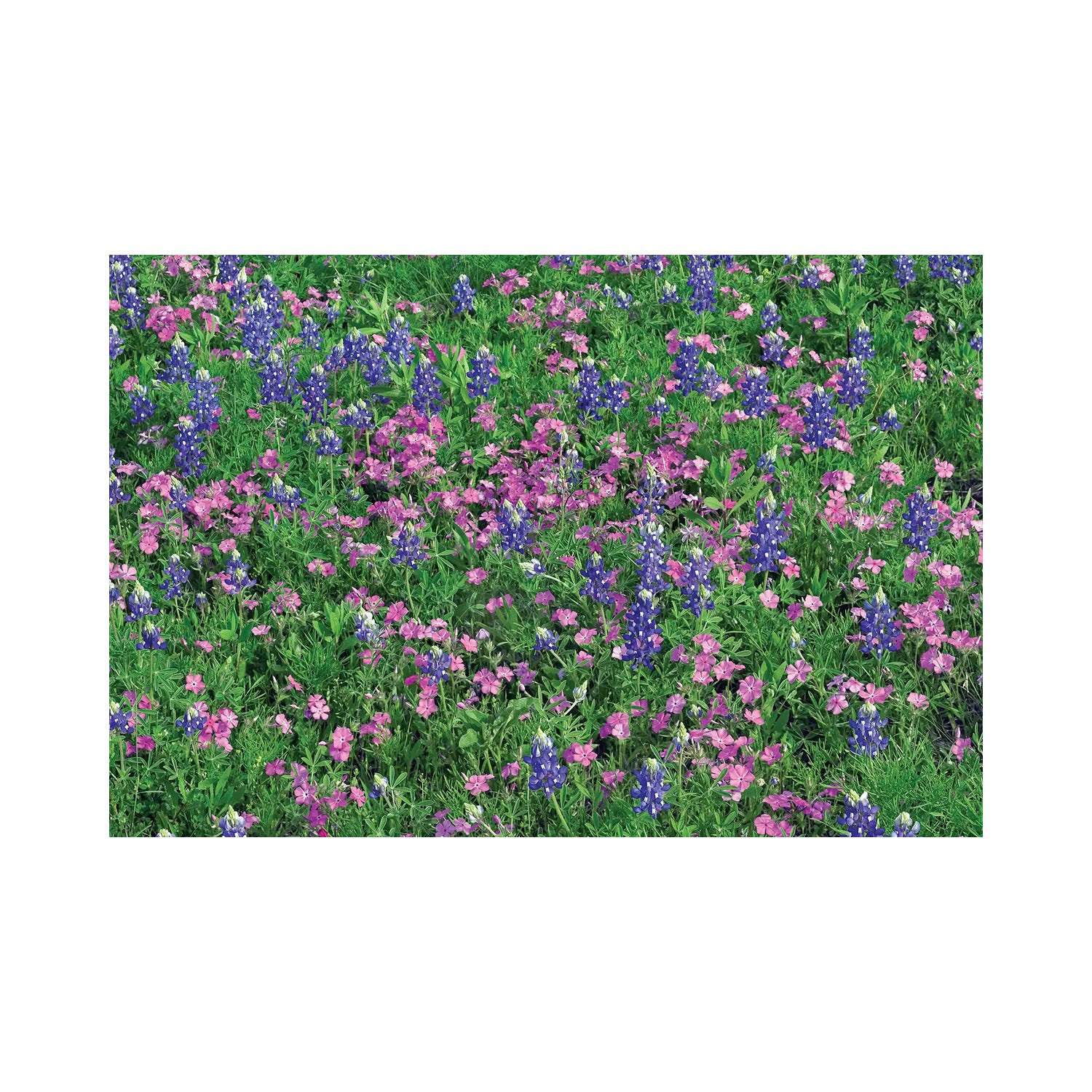 Latitude Run Sand Bluebonnet and Pointed Phlox by Tim Fitzharris ...