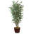 Ficus panaché dans un panier