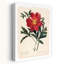 «Red Botanical IV», fleur de pivoine réaliste et classique-124290449