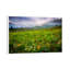 Colorado Flowers by Dan Ballard - Print on Canvas-42155599-89237116