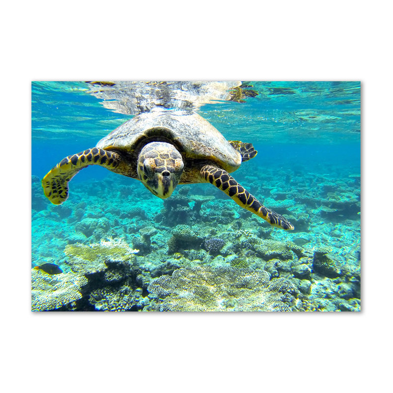 Sea Turtle - Wrapped Canvas Print