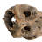 CHOLLA, NATURAL, 36-41" PIECE, Dried