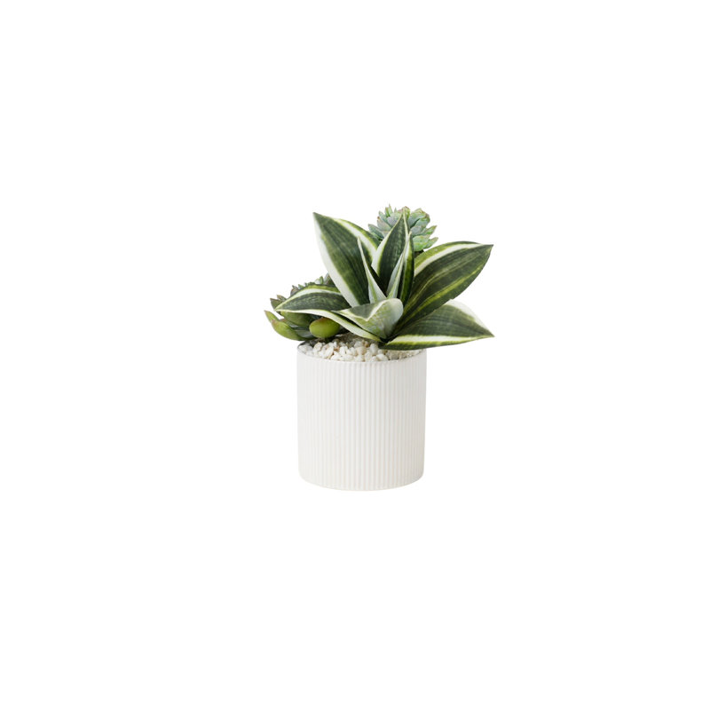 Succulents Arrangement in Ribbed White Ceramic Planter