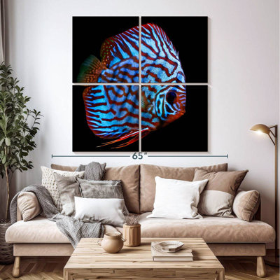 Brampt Aquatic Turquoise Discus Fish