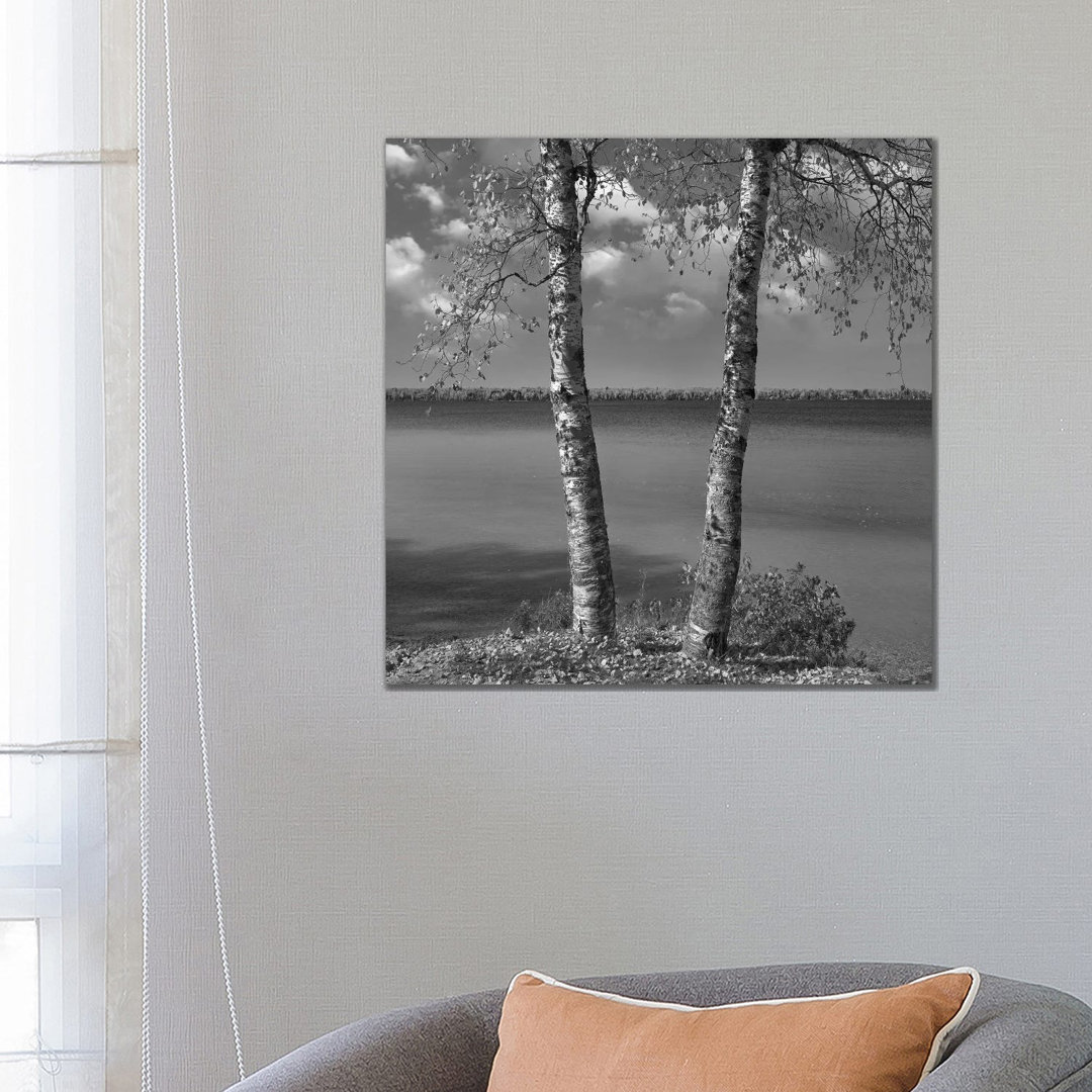 Birke (Betula Sp) Wald, Moose Lake Provincial Park, Manitoba, Kanada von Tim Fitzharris - Gallery-Wrapped Canvas Giclée ...