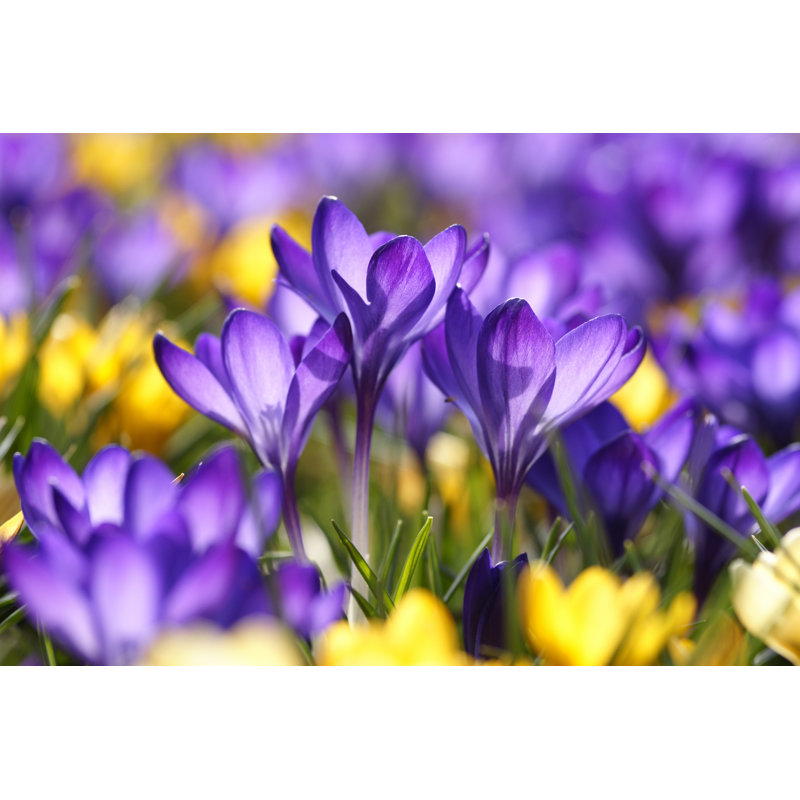 Purple Crocuses by Schnuddel - Wrapped Canvas Print, 20cm H x 30cm W