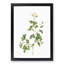 Sweetbriar Rose in White by Pierre-Joseph Redoute - Picture Frame Art Prints-55616768-55616773