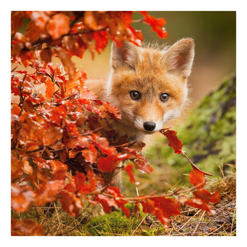Fuchs Im Herbst by Not An Artist - Wrapped Canvas Print, 20cm H x 31cm W, Canvas