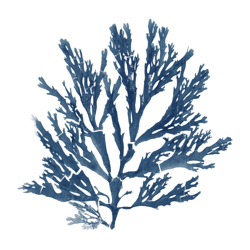 Mousses de la mer du Pacifique - bleu sur blanc I, H 36 po x l 36 po