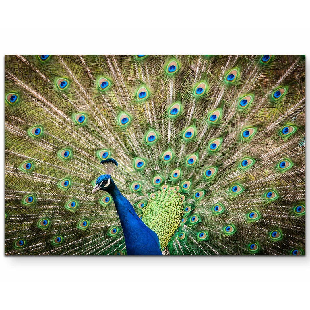 Leinwandbild Portrait eines Pfau