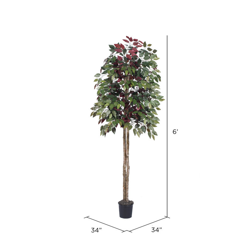 Arbre à feuillage 66 po en pot, 72' H X 34' W X 34' D