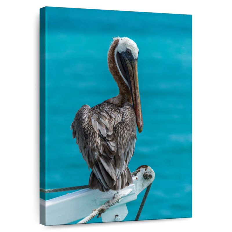 Brampt Perched Brown Pelican, 51" H x 34" W