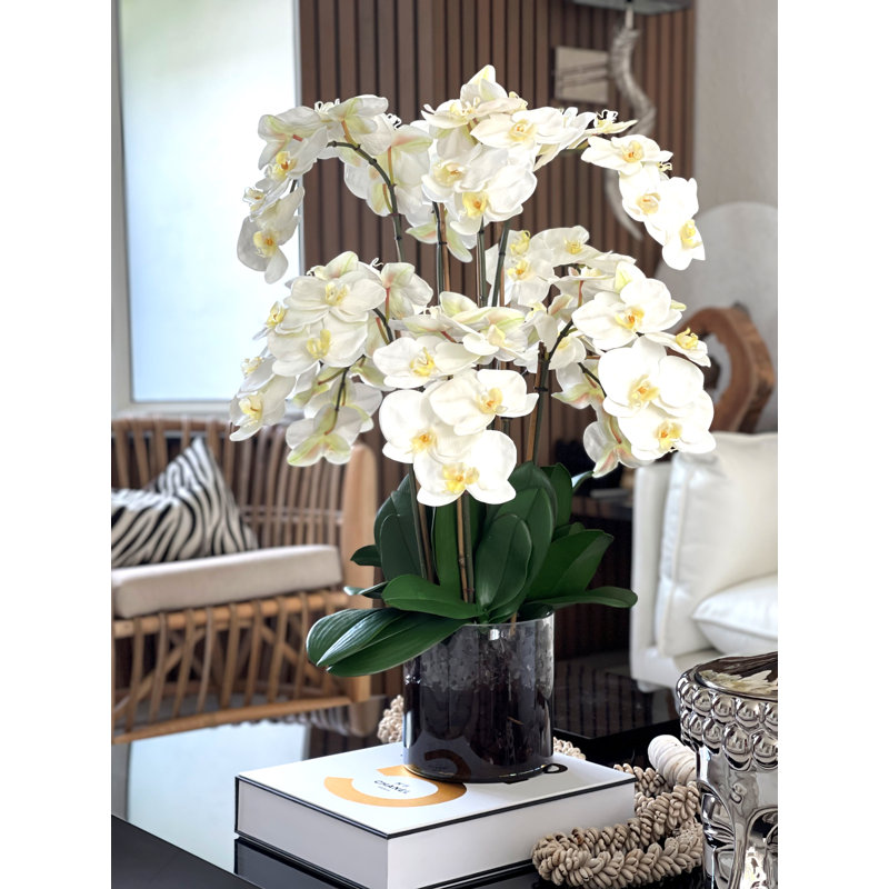 Blooming Orchid in Vase, White