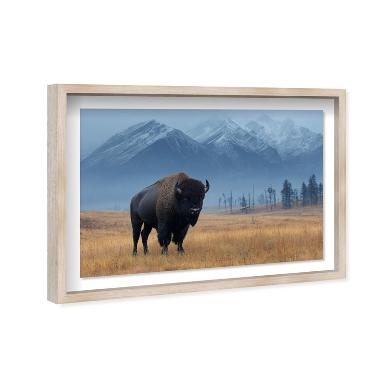 Mountain Bison I Print by Oliver Gal, 25.5" H x 37.5" W, Natural Oak Shadowbox
