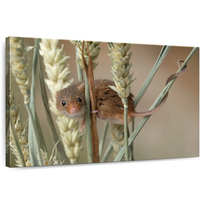 Harvest Mouse On Wheat