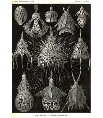 " Radiolaria " by Ernst Haeckel