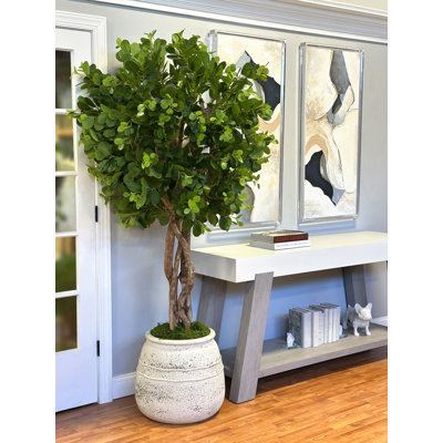 Oriental Ficus Tree in Stone Pot
