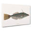 Bahama Unicorn Fish by Mark Catesby - Wrapped Canvas Painting-55315064