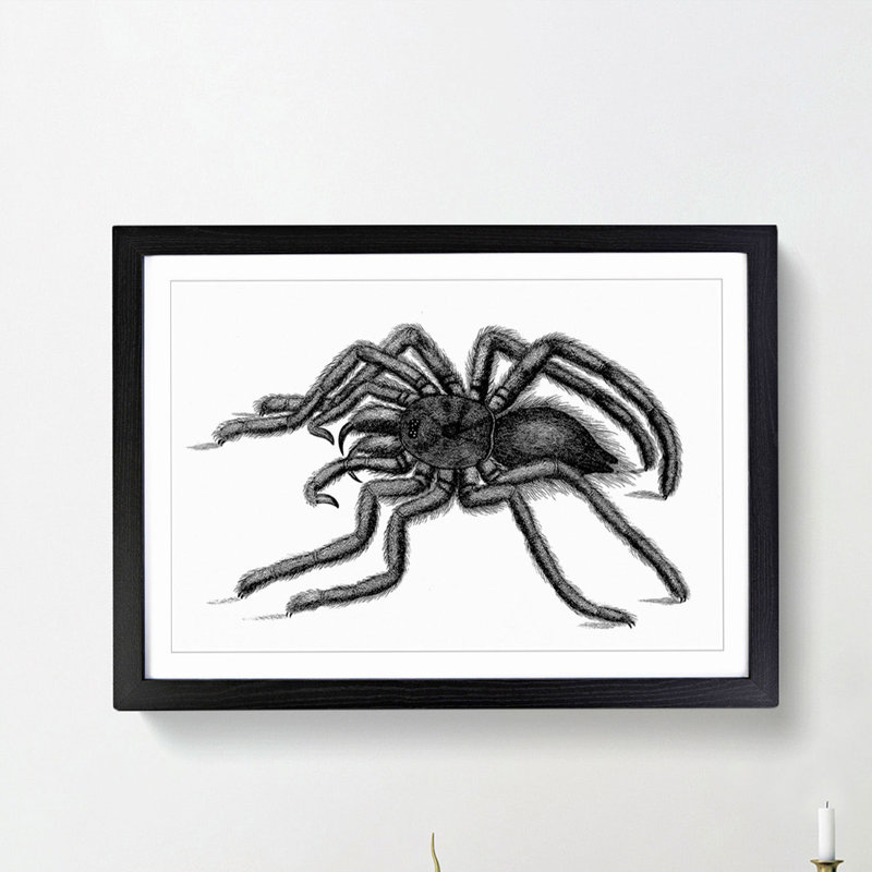 Tarantula Spider in Black & White by George Shaw - Picture Frame Drawing Print, 48cm H x 65cm W x 2cm D, Black Framed