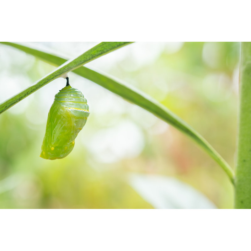Gros plan sur le monarque de Chrysalide, L 12 po x H 8 po