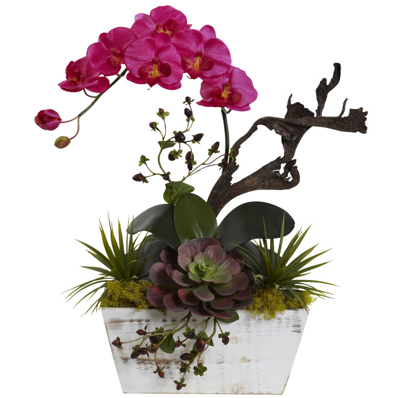 Arrangement floral orchidées dans un pot, Beauté