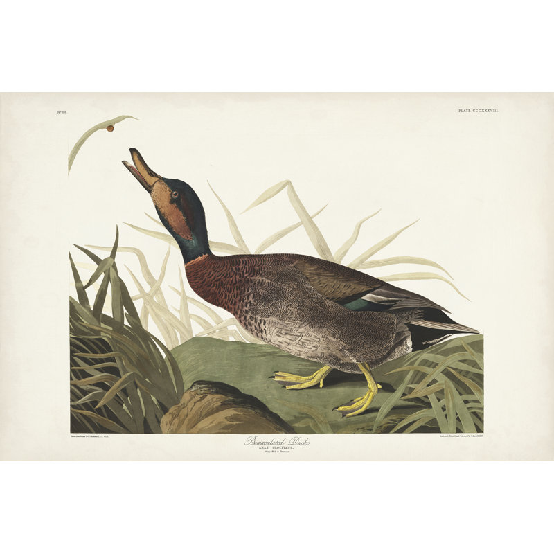 Pl 338 canard émacié, H 24 po x l 36 po