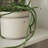 Neck Vase-127664448