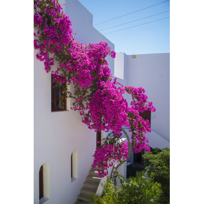 Bougainvillea Stucco II by Tim Klein - Picture Frame Photograph Print on Paper