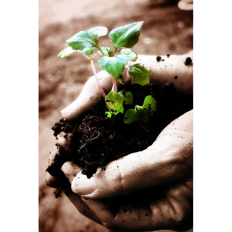 Soil to planted, 76cm H x 51cm W