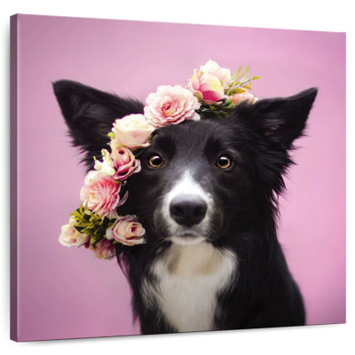 Border collie à fleurs Crowle
