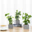 25cm Faux Foliage Plant in Cement Pot