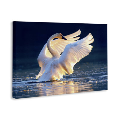 «Sunset Symphony Swan» par Shane Lamb