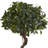 Sweet Bay Double Topiary Tree in Metal Planter