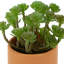 5,5 plante