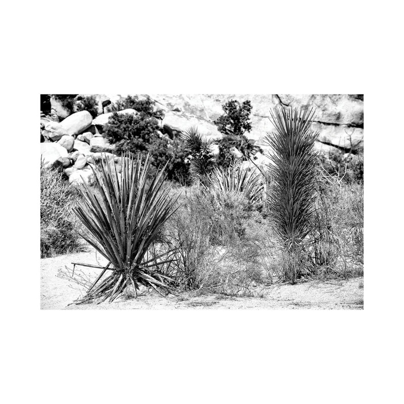 Desert Plants by Philippe Hugonnard - Wrapped Canvas Print, 101.6 cm H x 66.04 cm W x 3.175 cm D