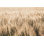 «Dakota Wheat Fields» par Nathan Larson - peinture sur toile tendue