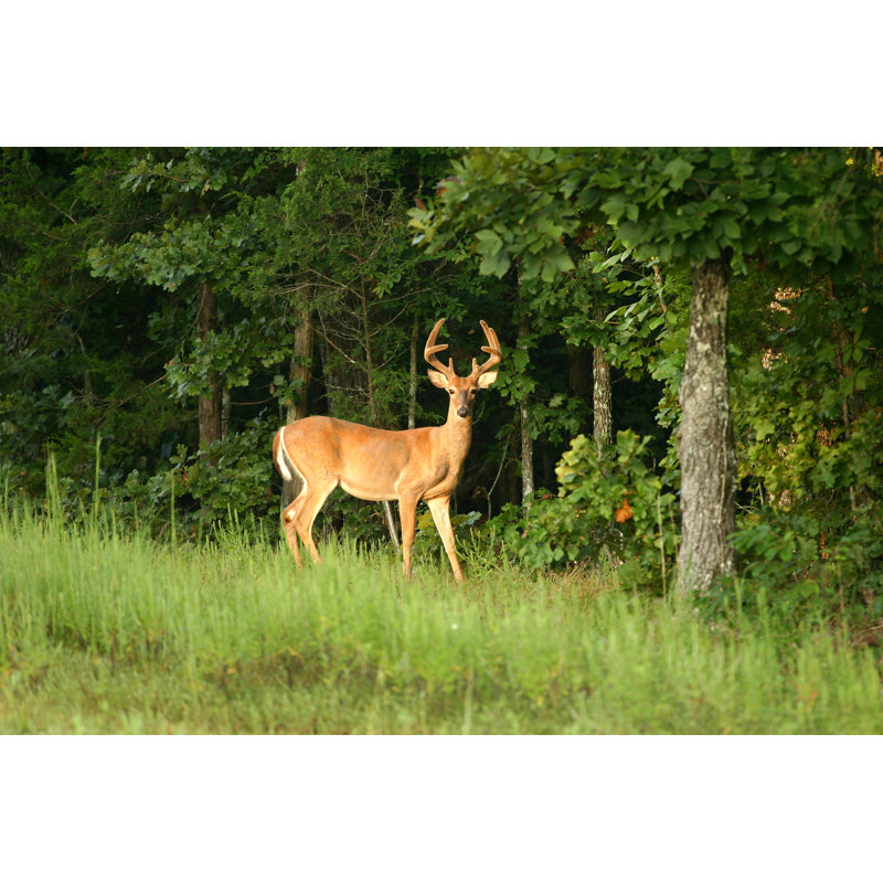 Buck In Velvet by Tjmacphoto - Wrapped Canvas Print, 30cm H x 46cm W