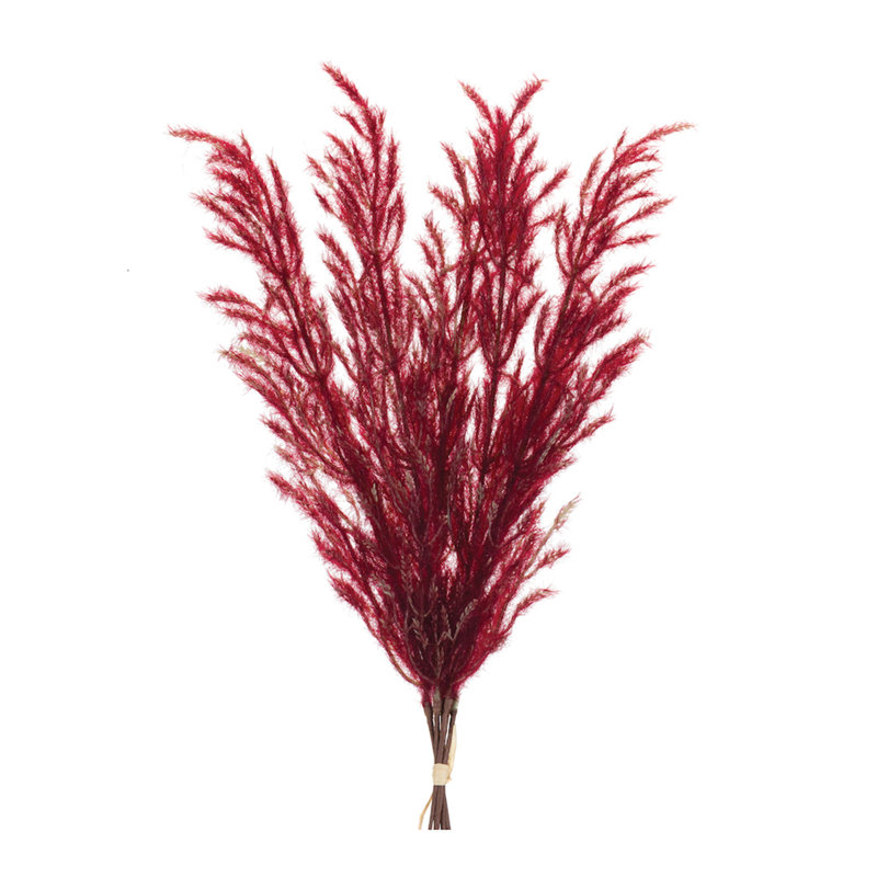 Plume Arrangement