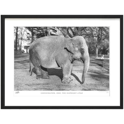 Chessington, Zoo, The Elephant C1960 by Francis Frith - Single Picture Frame Print