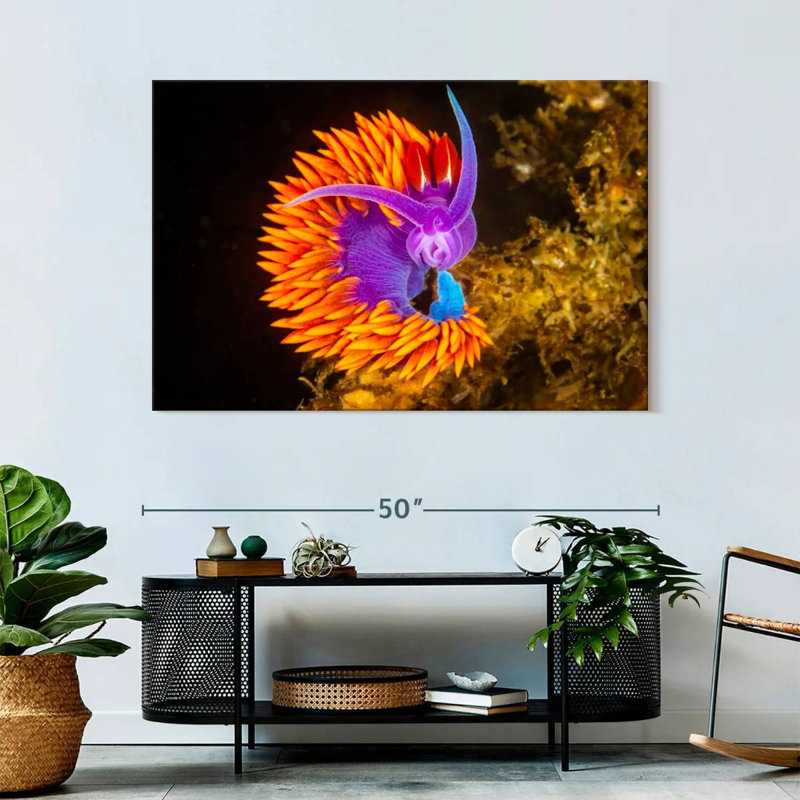 Crowle Spanish Shawl Nudibranch