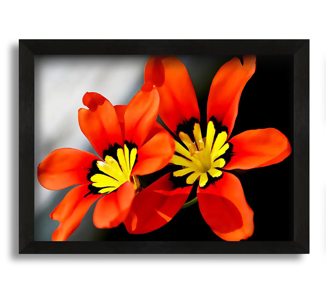 Gerahmtes Leinwandbild Orange Petaled Beauties