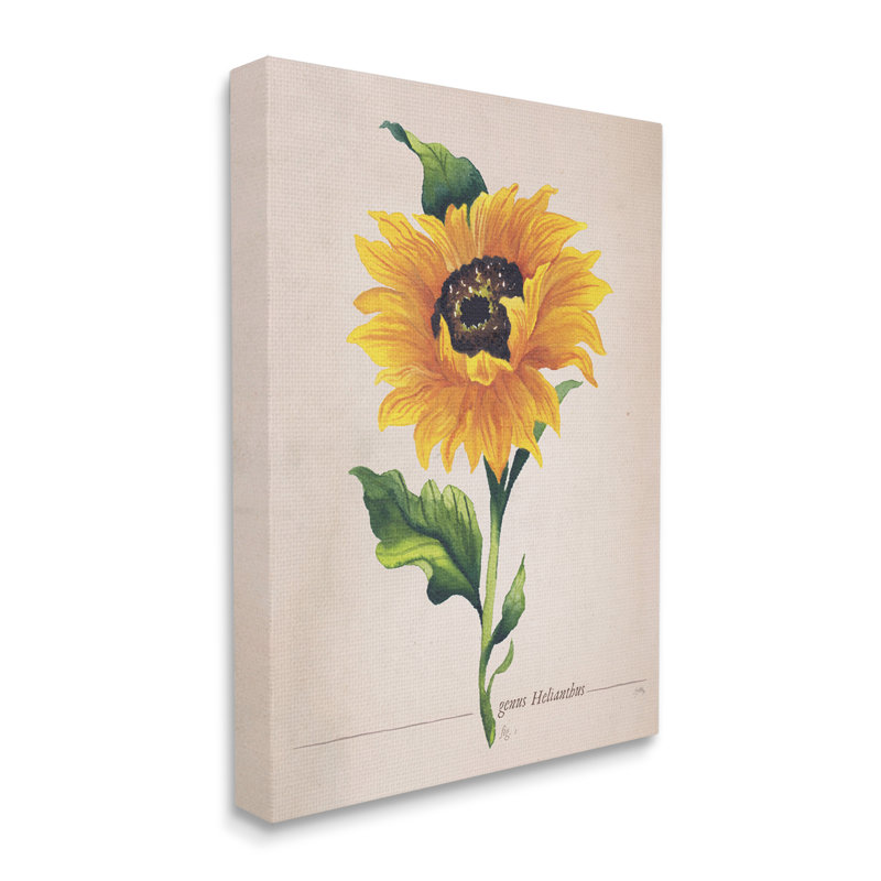 «Single Sunflower Blossom Genus Name Study Page» par Elizabeth Medley - impression sur toile, Toile tendue