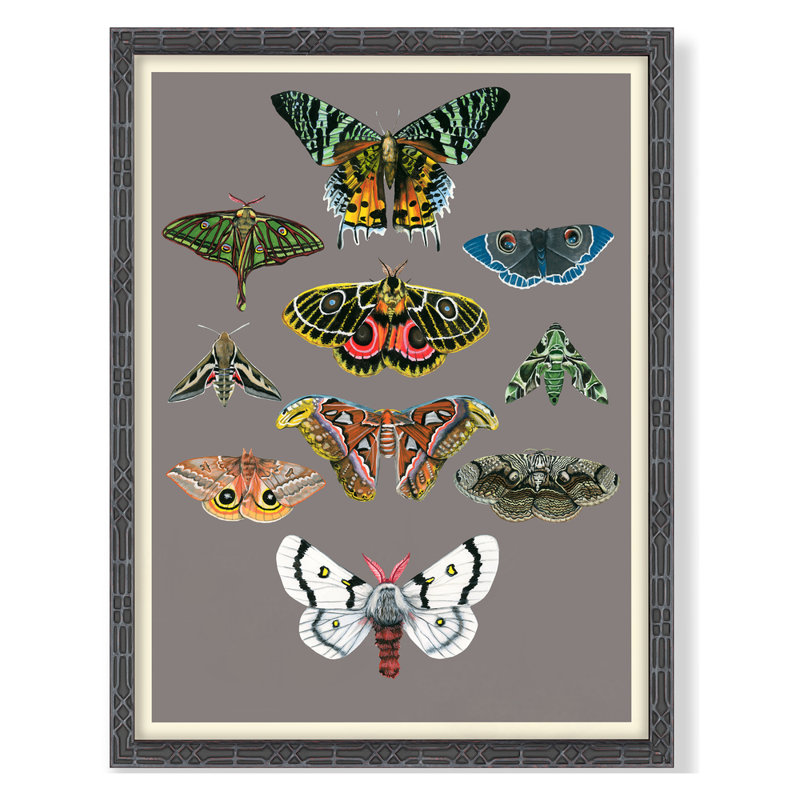 «Entomology Moths Chart» par Thicket Design - impression encadrée sur papier