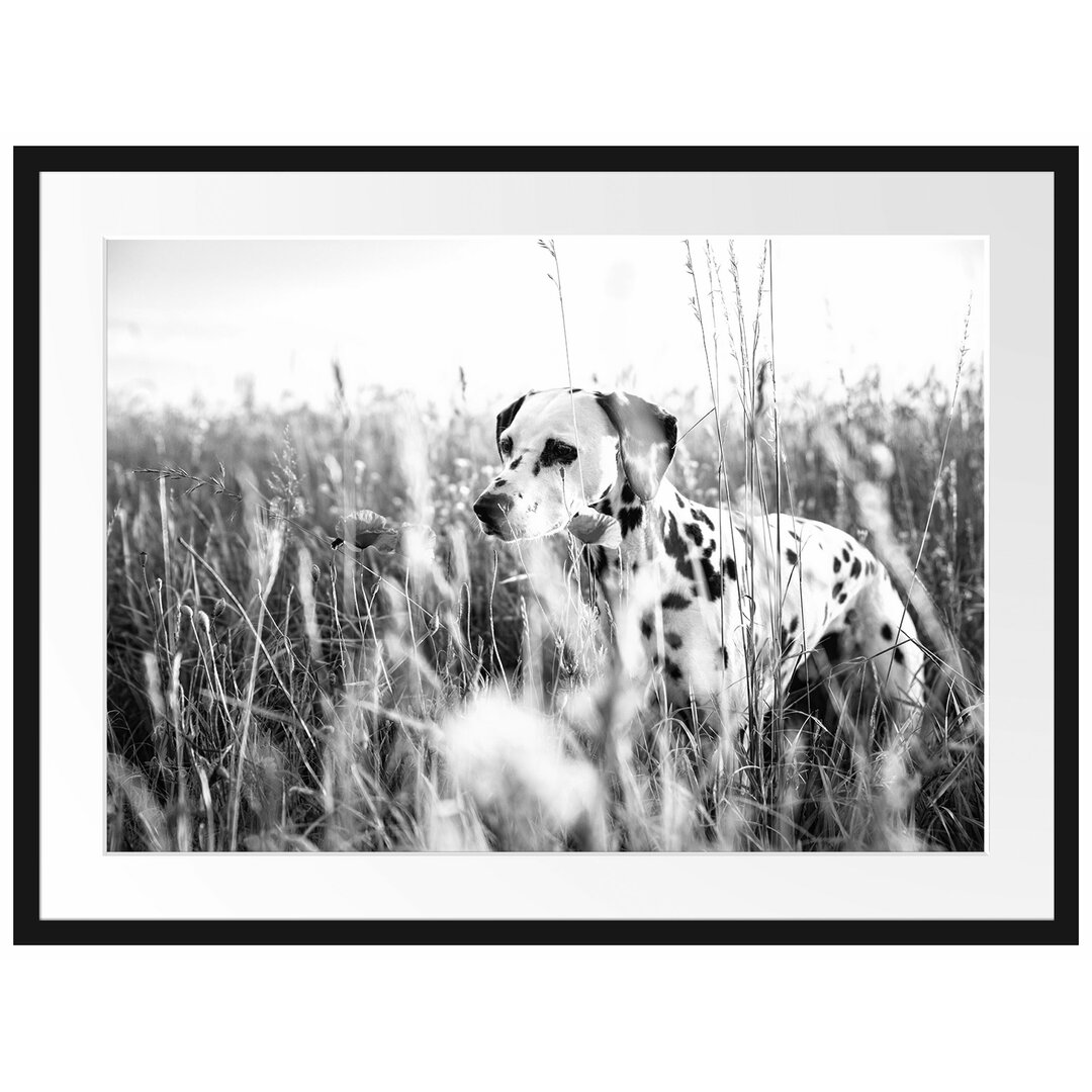 Gerahmtes Poster Neugieriger Hund im Feld